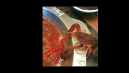 Crayfish Slices Off Its Own Claw To Avoid Being Boiled Alive