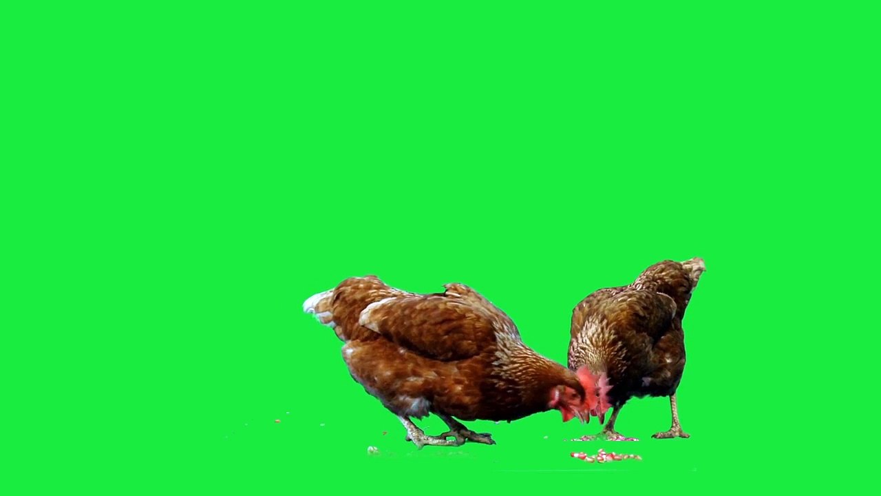 Chicken on Green Screen | 1920*1080 | Free CC0 Creative Commons Videos