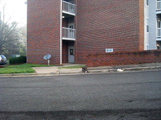 Charles Place Suites Cats