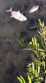 Countless Dead Fish Float in Australian Waterway