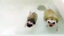 Kirpiler, hayatları boyunca yüzmek zorunda olmadıkları için doğal olarak iyi yüzücü değillerdir. Kirpiler için suyun üzerinde kalmak çok zor ve yorucudur. Sosya