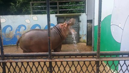 더위에 강한 열대 조류도 "에어컨 없이 못 살아!" / YTN