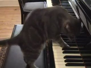 Nora, The Piano-Playing Cat