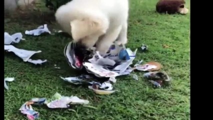 Best Of Cute Golden Retriever Puppies Compilation #40 - Funny Dogs 2018_13-06-2018_2