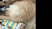 Best Of Cute Golden Retriever Puppies Compilation #39 - Funny Dogs 2018_13-06-2018_5