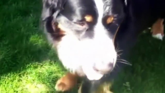 Best Of Cute Golden Retriever Puppies Compilation #40 - Funny Dogs 2018_13-06-2018_4