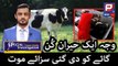 Pakistani Urdu News By Aamer Habib l Bulgaria Cow l Public News l Aamir Habib Pakistani TV Reporter