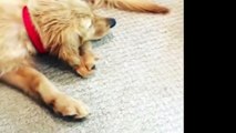 Best Of Cute Golden Retriever Puppies Compilation #42 - Funny Dogs 2018_13-06-2018_1