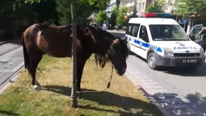 Zabıta Ağaca Bağlanan Atın Sahibini Aradı