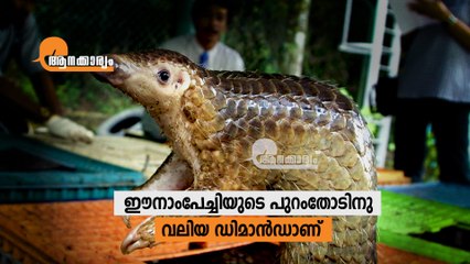 The world's most trafficked mammal  #Aanakkaryam