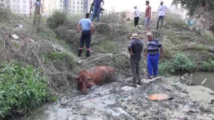 Dereye Batan İnek Bir Buçuk Saatte Kurtarıldı
