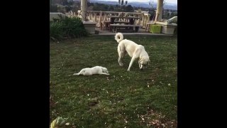 Best Of Cute Golden Retriever Puppies Compilation #11 - Funny Dogs 2018_13-06-2018_4