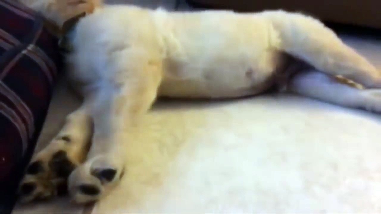 Best Of Cute Golden Retriever Puppies Compilation #11 - Funny Dogs 2018_13-06-2018_5