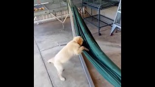 Best Of Cute Golden Retriever Puppies Compilation #12 - Funny Dogs 2018_13-06-2018_2