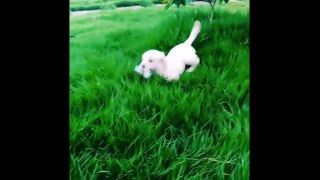 Best Of Cute Golden Retriever Puppies Compilation #21 - Funny Dogs 2018_13-06-2018_1