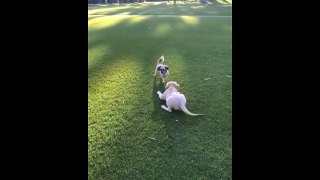 Best Of Cute Golden Retriever Puppies Compilation #21 - Funny Dogs 2018_13-06-2018_4