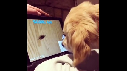 Best Of Cute Golden Retriever Puppies Compilation #21 - Funny Dogs 2018_13-06-2018_5