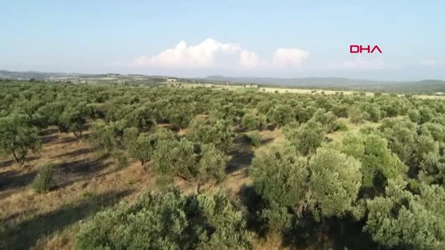 Balıkesir Edremit Körfezi'nde Erken Zeytin Hasadı