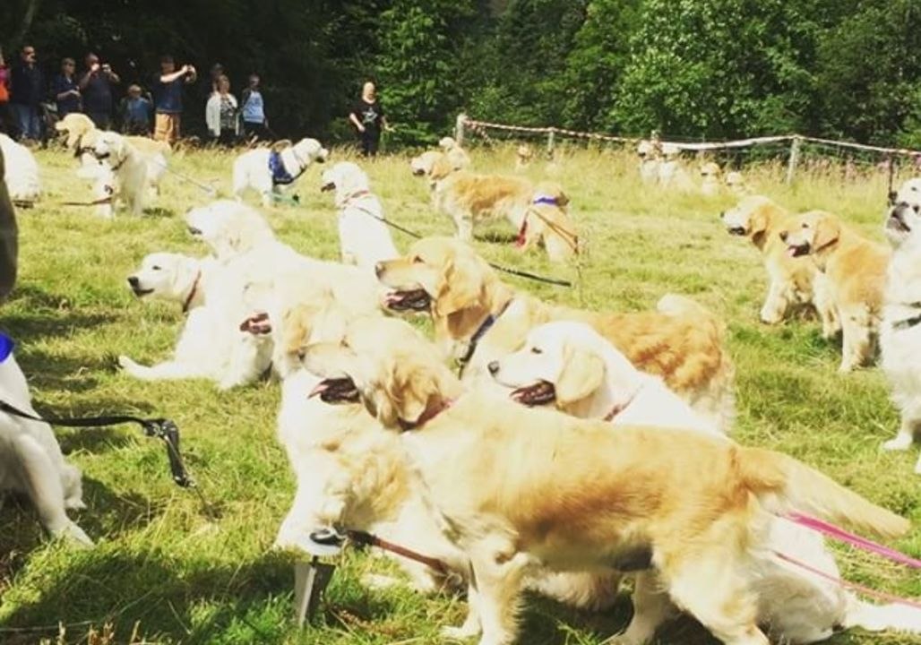 Hundreds of Golden Retrievers Gather in Scotland to Mark Breed's 150th Anniversary