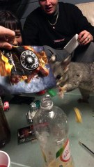 Possum Stealing Snacks