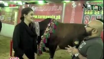 TV program - Big Qurbani cows - Eid ul adha - NaYaTrenD