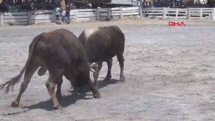 Aydın Germencik'te Sıcağın Altına 110 Boğa Güreşti