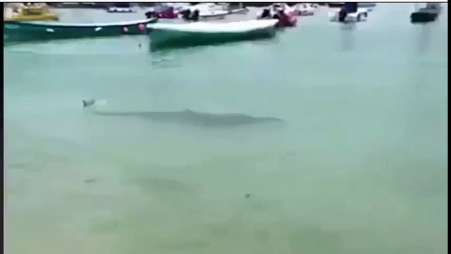 Un requin de près de 3 mètres rôde sur les ports britanniques