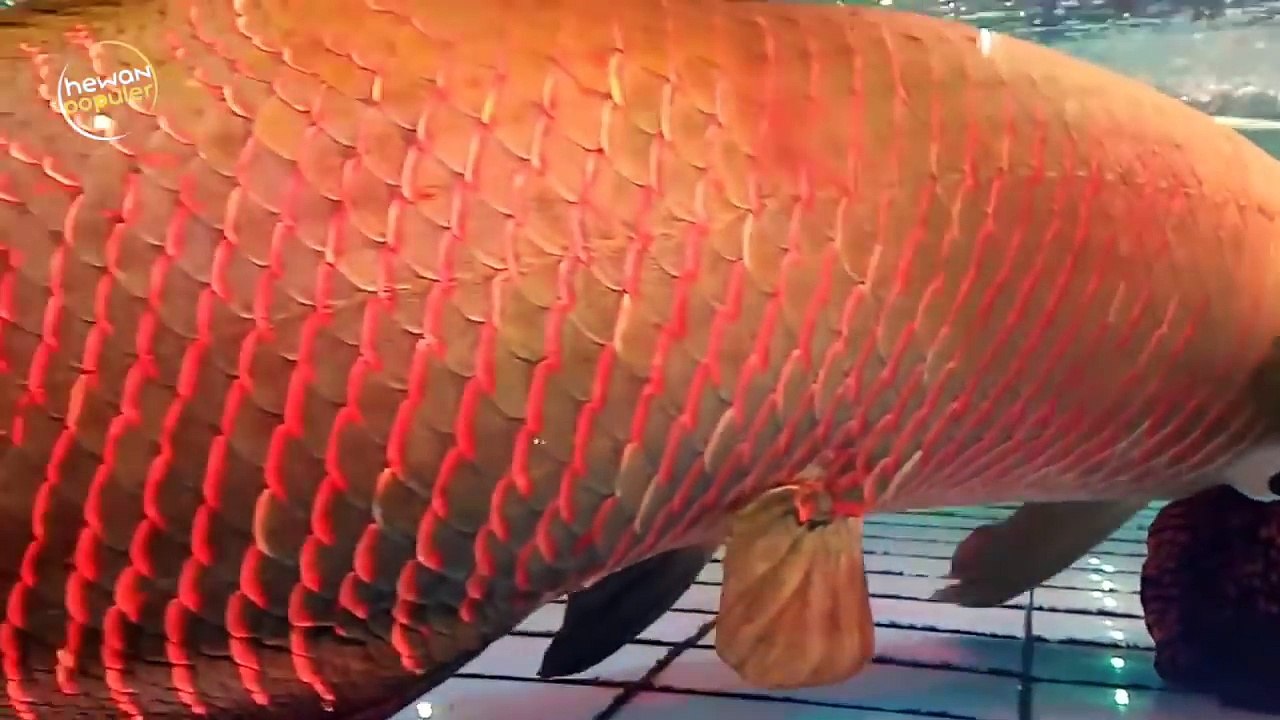 Jangan Dipelihara Jika Gak Mau Seperti Ini! 10 Ikan Air Tawar Paling
