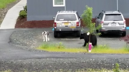 Un ours brun chasse un pauvre chien