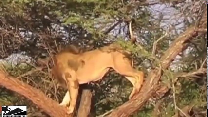 バッファローは川に立っているライオンに面しています 。ライオンが住んでいた