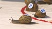 Ready, steady, slow — snails slug it out at racing world championships