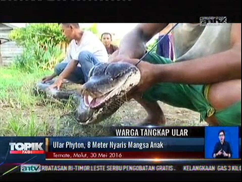Ular Phyton 8 Meter Nyaris Mangsa Anak