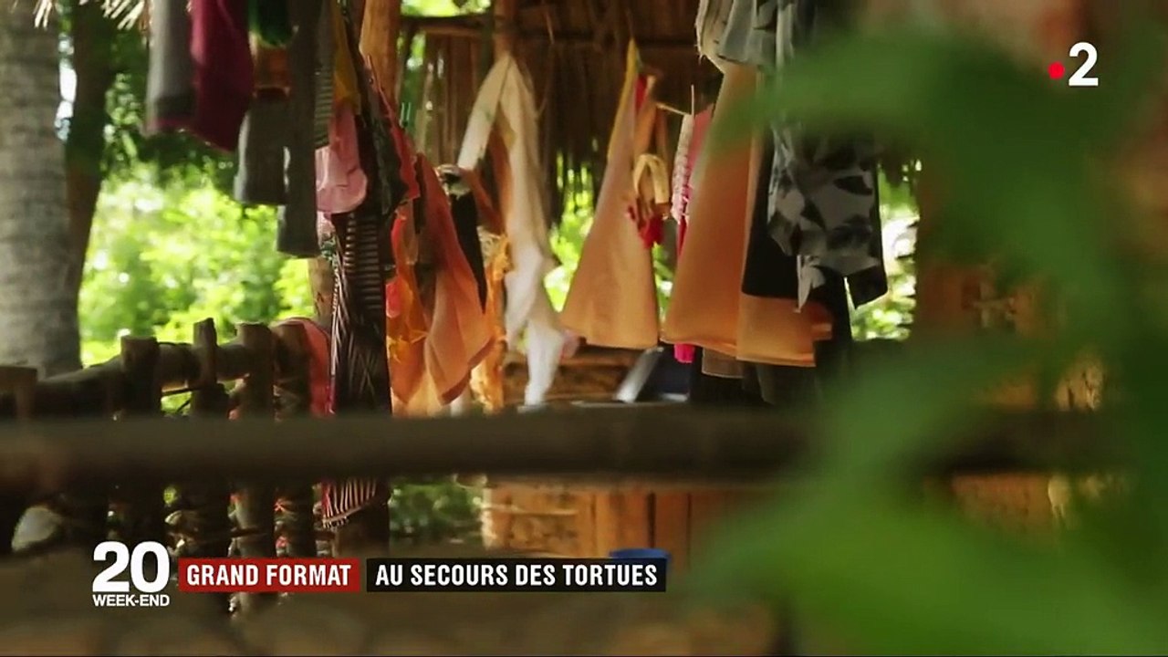 Kenya : au secours des tortues