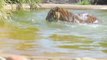 Un canard nargue un tigre affamé dans un zoo