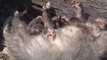 Ils sauvent 7 bébés opossum orphelins