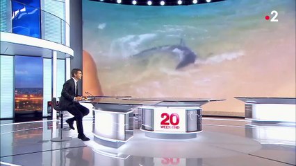 Requins en Corse : une drôle de rencontre pour les touristes