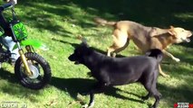 Angry Dogs vs BIKERS & DOGS ATTACKED MOTORCYCLE [Ep #03]  BEST Compilation 2017