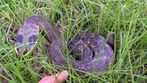 Hognose Snake (Hisses and then plays dead)