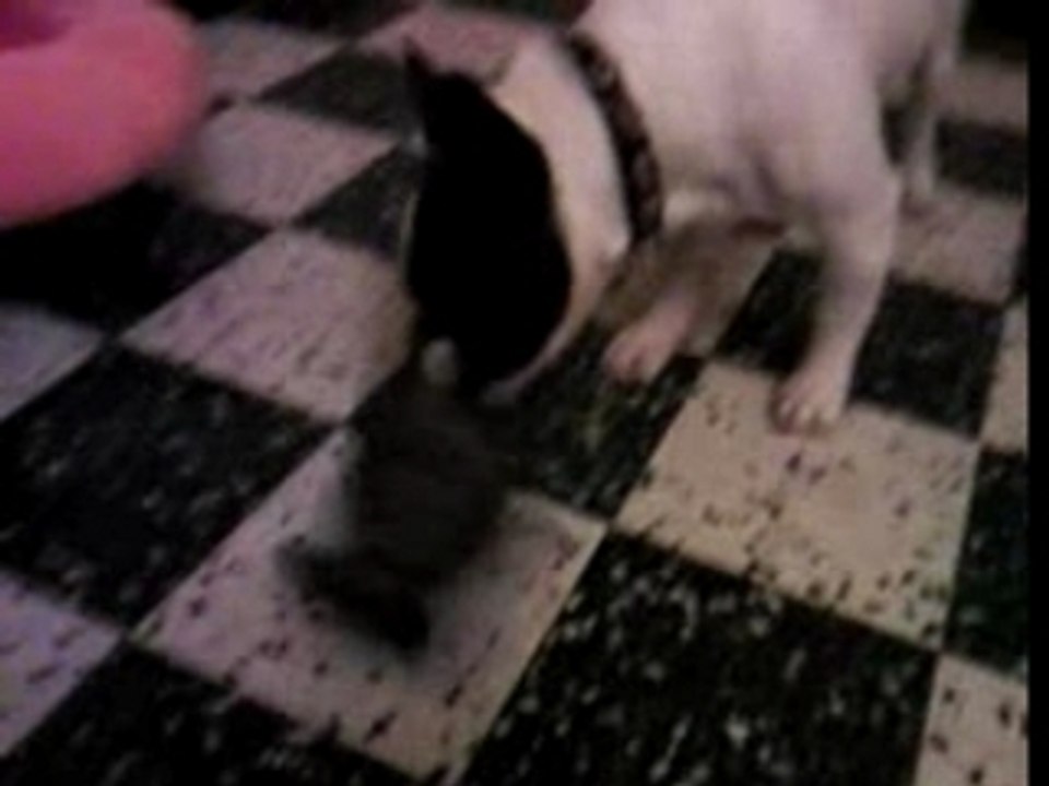 cochon vs bouledogue