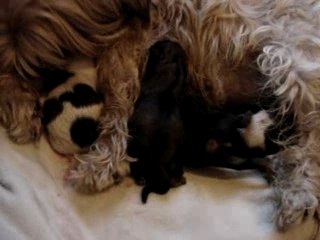 La naissance des petits de ma fille vanille