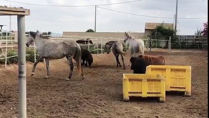 Elton the pony turned out after castration | Part 2 - Easy Horse Care Rescue Centre