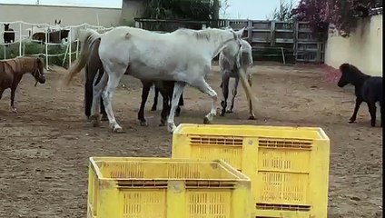 Elton the pony turned out after castration | Part 1 - Easy Horse Care Rescue Centre