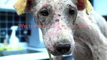 PUPPY LEFT STARVING IN A REMOTE AREA : CLEO RECOVERS VERY SLOWLY .... WATCH HER NOW