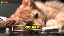 Cat Nap - English Idioms and Phrases