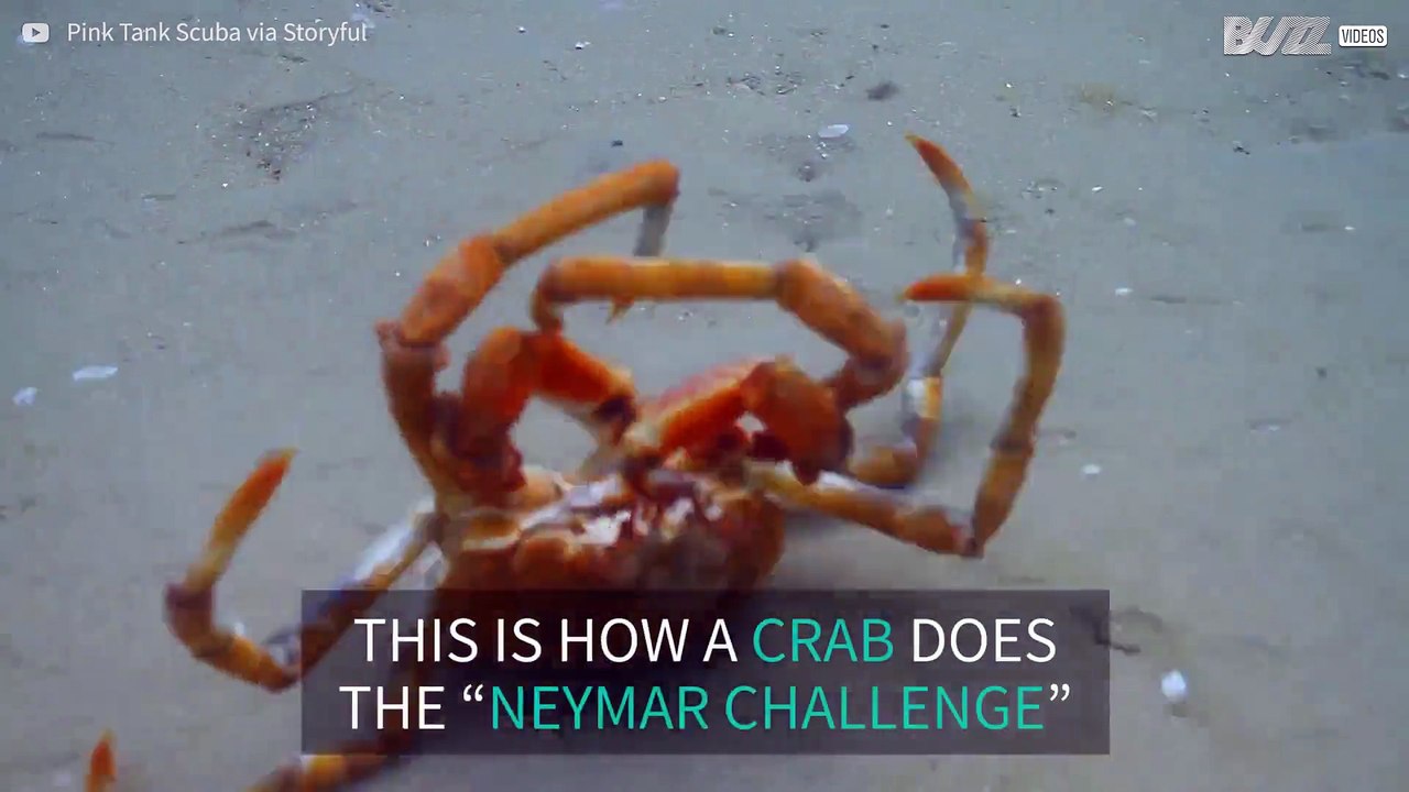 Kepiting Bisa "Meniru" Gaya Neymar