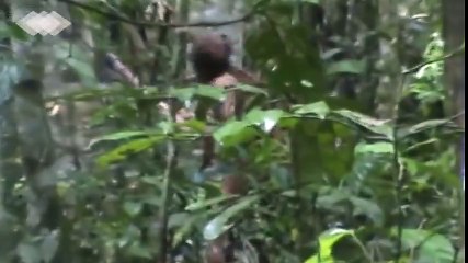 Índio Isolado da TI Tanaru - O sobrevivente que a Funai acompanha há 22 anos