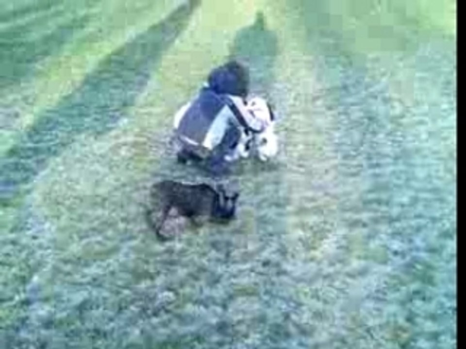 rencontre bouledogues francais