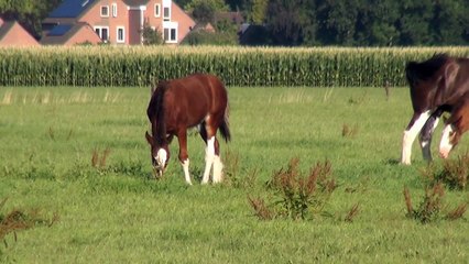 Horses for Kids - Horse Videos for Children
