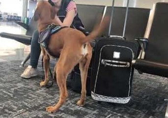 Service Dog Reacts Before Owner's Panic Attack