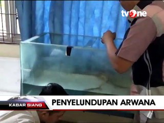 Penyelundupan 90 Ekor Arwana Golden Red Digagalkan Petugas